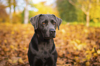 Labrador Retriever Portrait