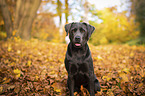 sitting Labrador Retriever