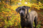 Labrador Retriever Portrait