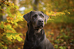 Labrador Retriever Portrait