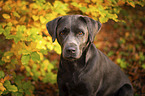 Labrador Retriever Portrait