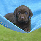 Labrador Retriever Puppy