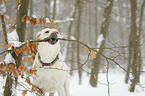 Labrador Retriever in the snow