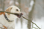 Labrador Retriever portrait