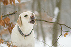 Labrador Retriever portrait