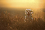 Labrador Retriever portrait