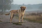 standing Labrador Retriever