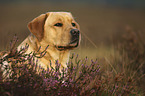 Labrador Retriever portrait