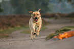 running Labrador Retriever