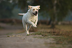 running Labrador Retriever