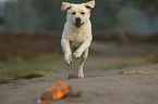 running Labrador Retriever