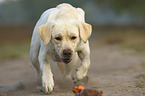 running Labrador Retriever