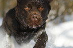 running Labrador Retriever