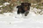 running Labrador Retriever