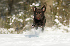 running Labrador Retriever