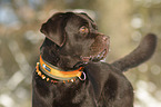 Labrador Retriever portrait