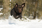 running Labrador Retriever