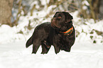 standing Labrador Retriever