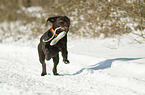 running Labrador Retriever