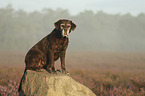 sitting Labrador Retriever