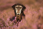 Labrador Retriever portrait