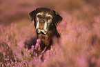 Labrador Retriever portrait