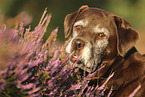 Labrador Retriever portrait