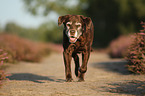 running Labrador Retriever