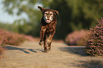 running Labrador Retriever