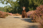 sitting Labrador Retriever