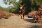running Labrador Retriever