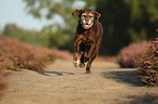 running Labrador Retriever