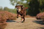 running Labrador Retriever