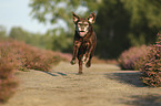 running Labrador Retriever