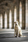 sitting Labrador Retriever