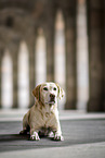 lying Labrador Retriever
