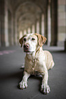 lying Labrador Retriever