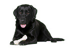 black Labrador Retriever in front of white background