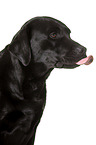 Labrador Retriever in front of white background