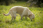 standing Labrador Retriever