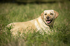 lying Labrador Retriever