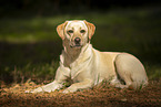 lying Labrador Retriever