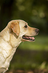 Labrador Retriever portrait