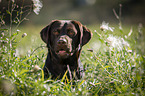 Labrador Retriever portrait