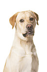 Labrador Retriever in front of white background