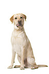 Labrador Retriever in front of white background