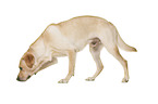 Labrador Retriever in front of white background