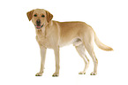 Labrador Retriever in front of white background