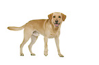Labrador Retriever in front of white background