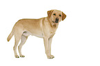 Labrador Retriever in front of white background
